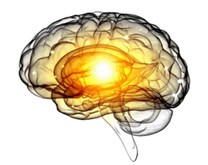 brain
