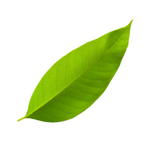 leaf